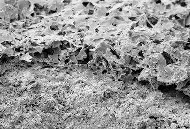 BioRid struktur2